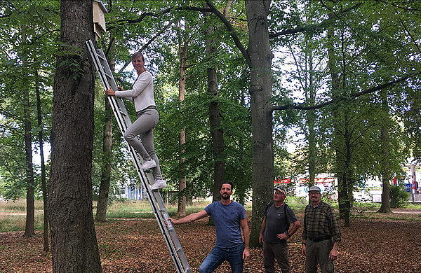 Oberbürgermeisterin Katrin Albsteiger steht auf einer Leiter, die an einen Baum mit einem Fledermauskasten gelehnt ist. Ein Mann hält die Leiter fest, zwei weitere Männer stehen neben ihm.