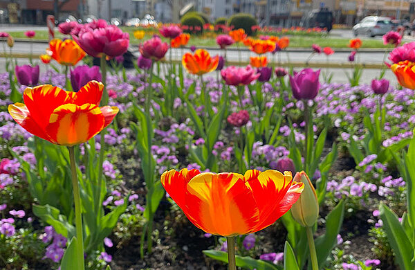 Bunte Tulpen