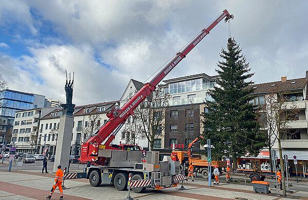 Der Weihnachtsbaum wird an einem Kran hängend auf dem Rathausplatz aufgestellt.