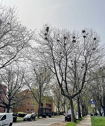 Bäume am Straßenrand mit zahlreichen Vogelnestern