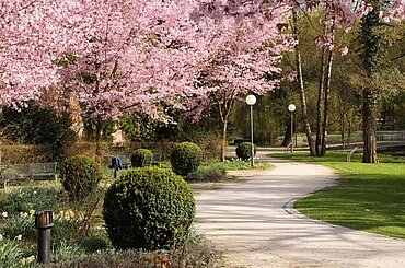 Neu-Ulmer Stadtpark mit blühenden Kirschbäumen und Sträuchern