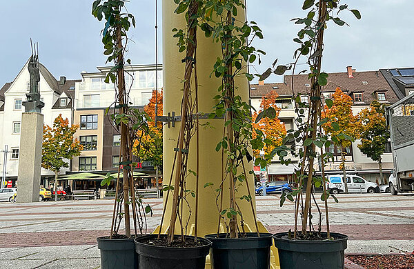 Töpfe mit Rankpflanzen steht an einer Säule auf dem Rathausplatz.