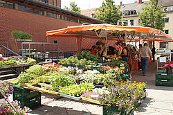 Marktstand mit Pflanzen und Kräutern