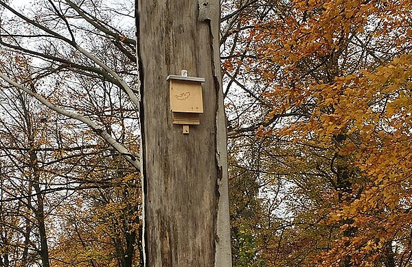 Baumstamm mit Fledermauskasten