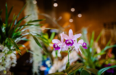 Orchidee