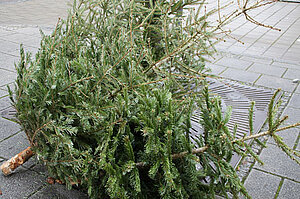 Zwei auf dem Gehweg liegende Tannenbäume