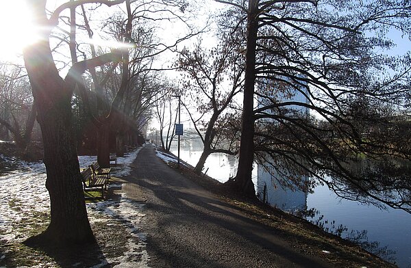 Für den Ausbau des Donauuferwegs müssen Bäume gefällt werden.
