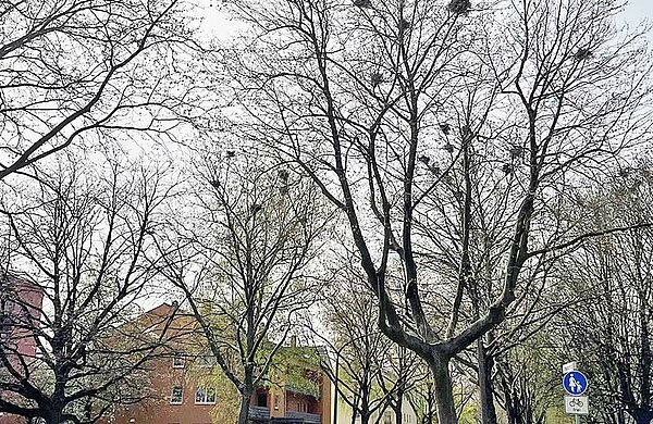 Bäume mit zahlreichen Vogelnestern von Saatkrähen