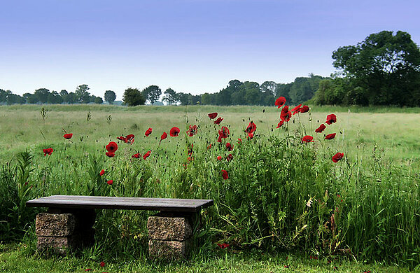 Sitzbank vor einer Wiese mit Mohnblumen