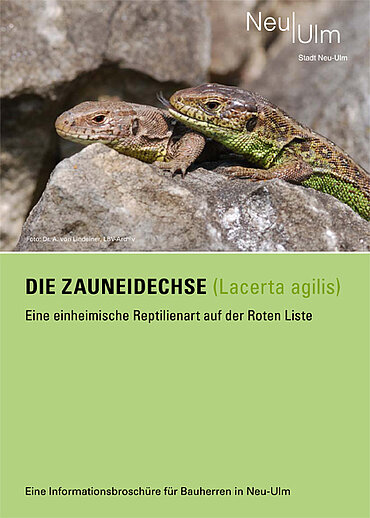 Deckblatt der Informationsbroschüre mit Bild von zwei Zauneidechsen, darunter der Text "Die Zauneidechse - Eine heimische Reptilienart auf der Roten Liste) auf grünem Hintergrund