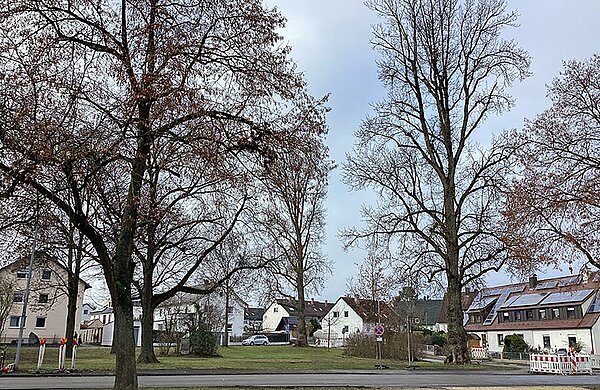Grünfläche mit mehreren großen Pappeln