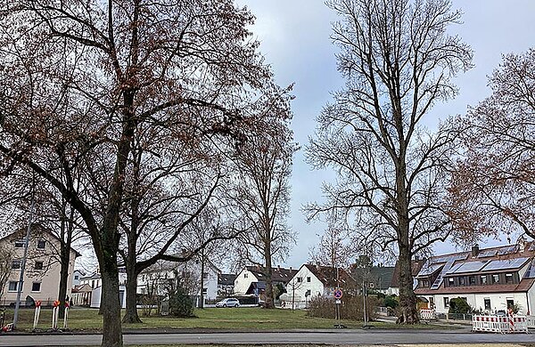 Grünfläche mit mehreren großen Pappeln