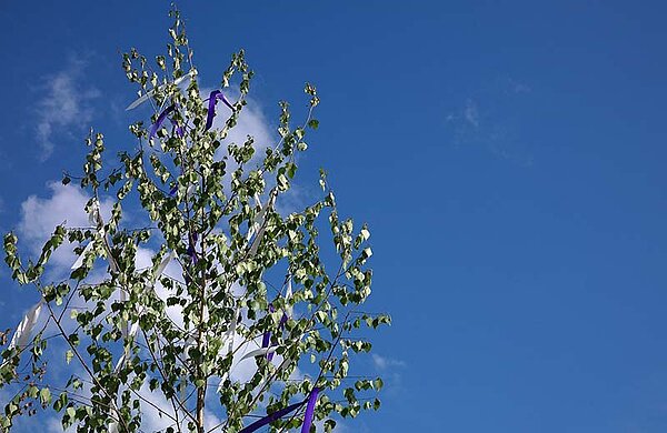 Mit bunten Bändern geschmückte Birke