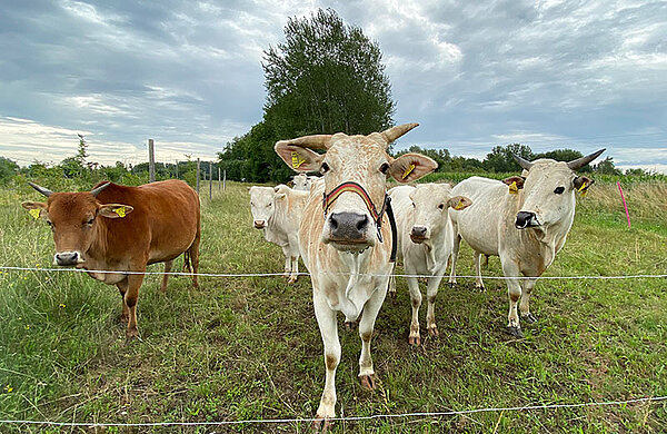 Buckelrinder auf der Weide