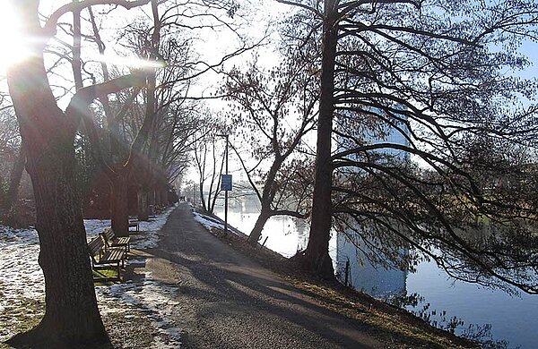 Neu-Ulmer Donauuferweg mit Bäumen und Sträuchern