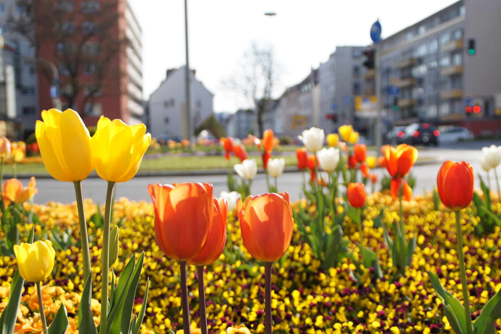Tulpen auf einer Grünfläche am Straßenrand