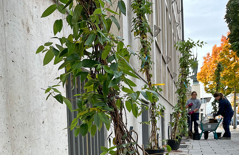 Rankpflanzen werden an der Fassade des Rathauses angebracht.