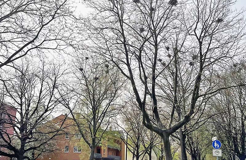 Bäume mit zahlreichen Vogelnestern von Saatkrähen