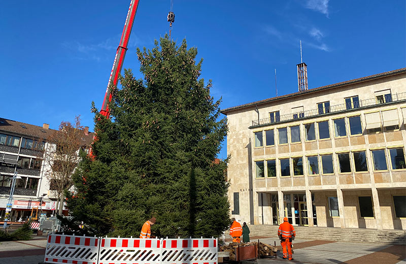 Städtische Mitarbeiter stellen auf dem Neu-Ulmer Rathausplatz einen großen Weihnachtsbaum auf.