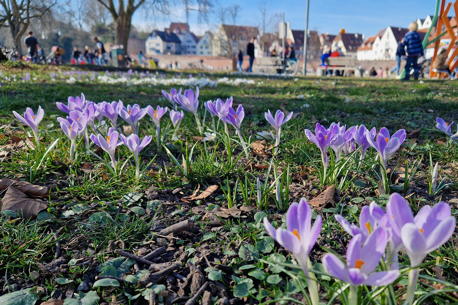 Krokusse auf einer Wiese