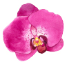 Orchidee Portrait